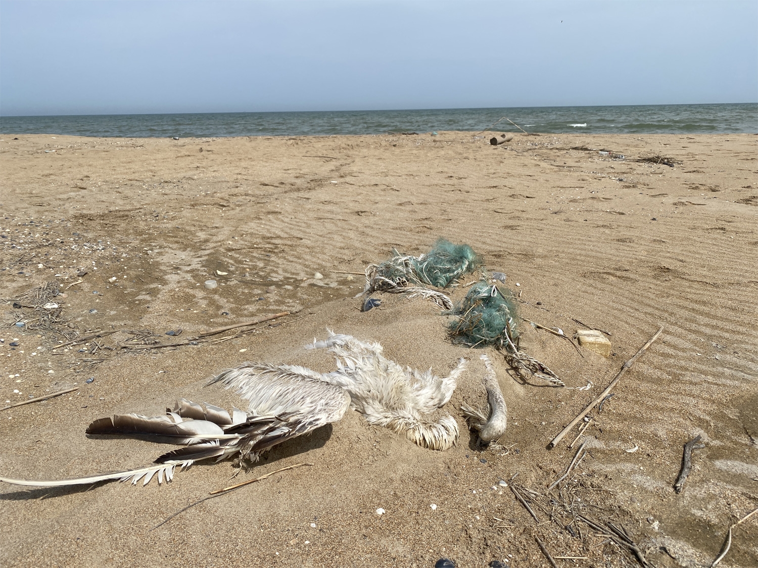 Мертвая птица и остатки рыболовных снастей