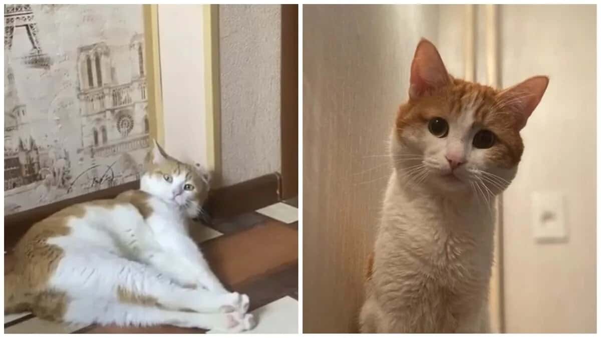 РЖД запретит высаживать животных из поездов после гибели кота Твикса.  Проводница выбросила его из вагона, хотя на кота был оформлен билет