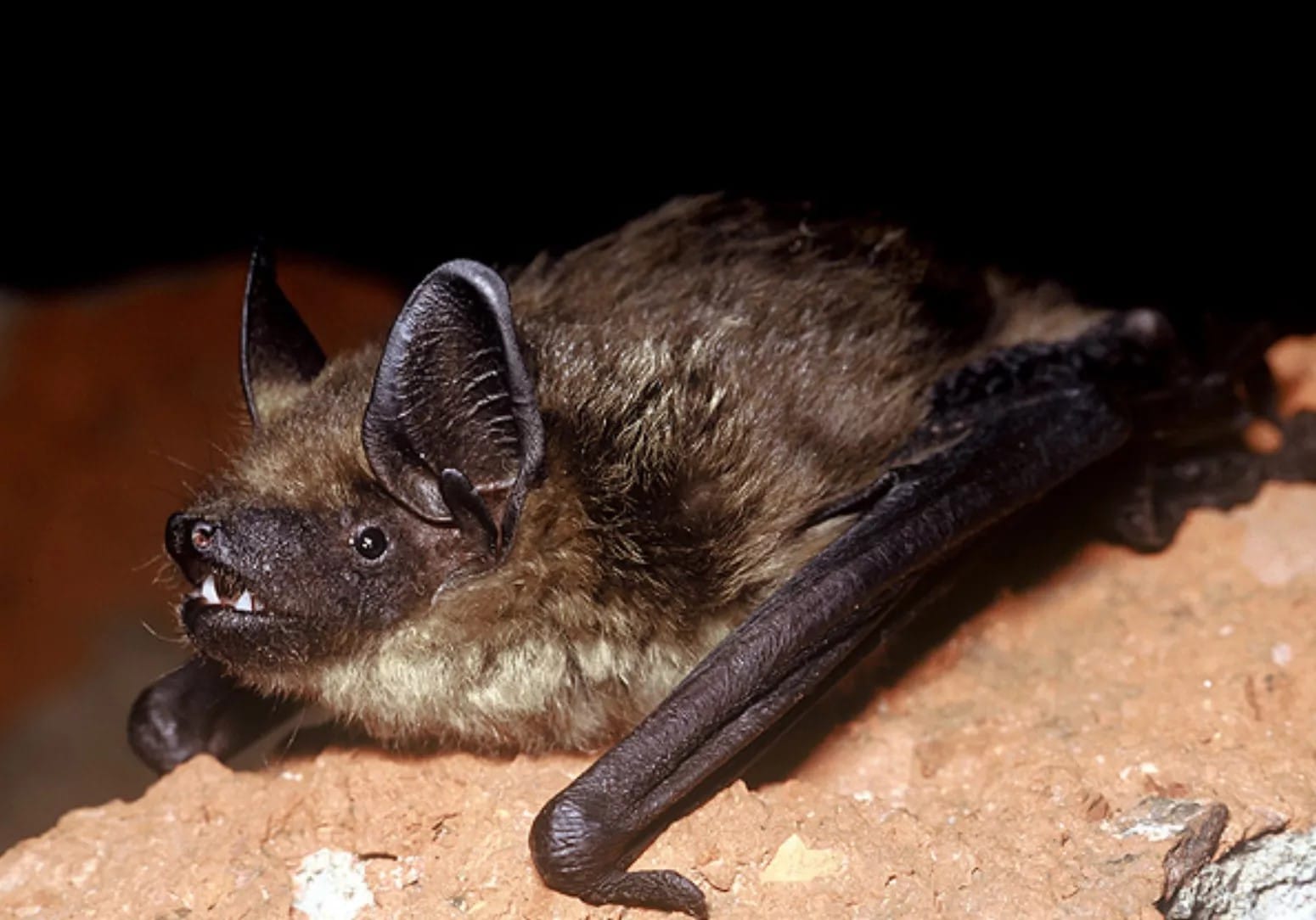 Ученые обнаружили летучих мышей, которые размножаются через непроникающее спаривание. Это уникальная способность для млекопитающих