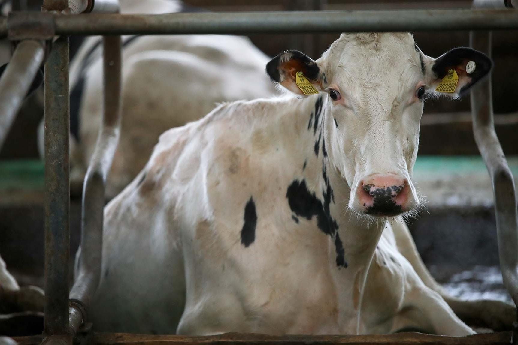 Власти Китая заявили, что ящур попал в страну через северо-западную границу