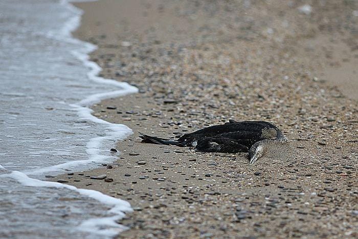 На побережье Анапы за два дня нашли более 200 погибших птиц, испачканных нефтепродуктами — оперштаб