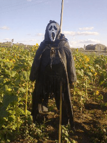 То самое пугало в огороде родителей Алексея Шварца