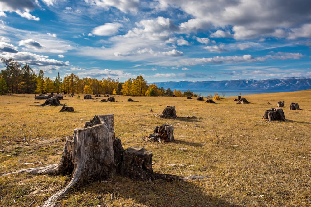 СМИ: Иркутский депутат из списка Forbes причастен к крупнейшей незаконной вырубке леса