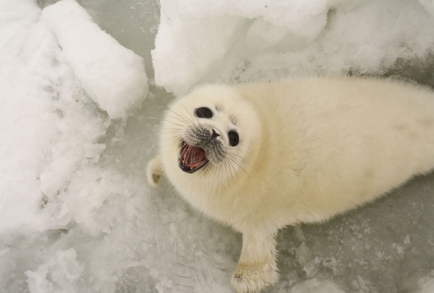 Caspian seal pup Institute of Ecology and Evolution Problems,
