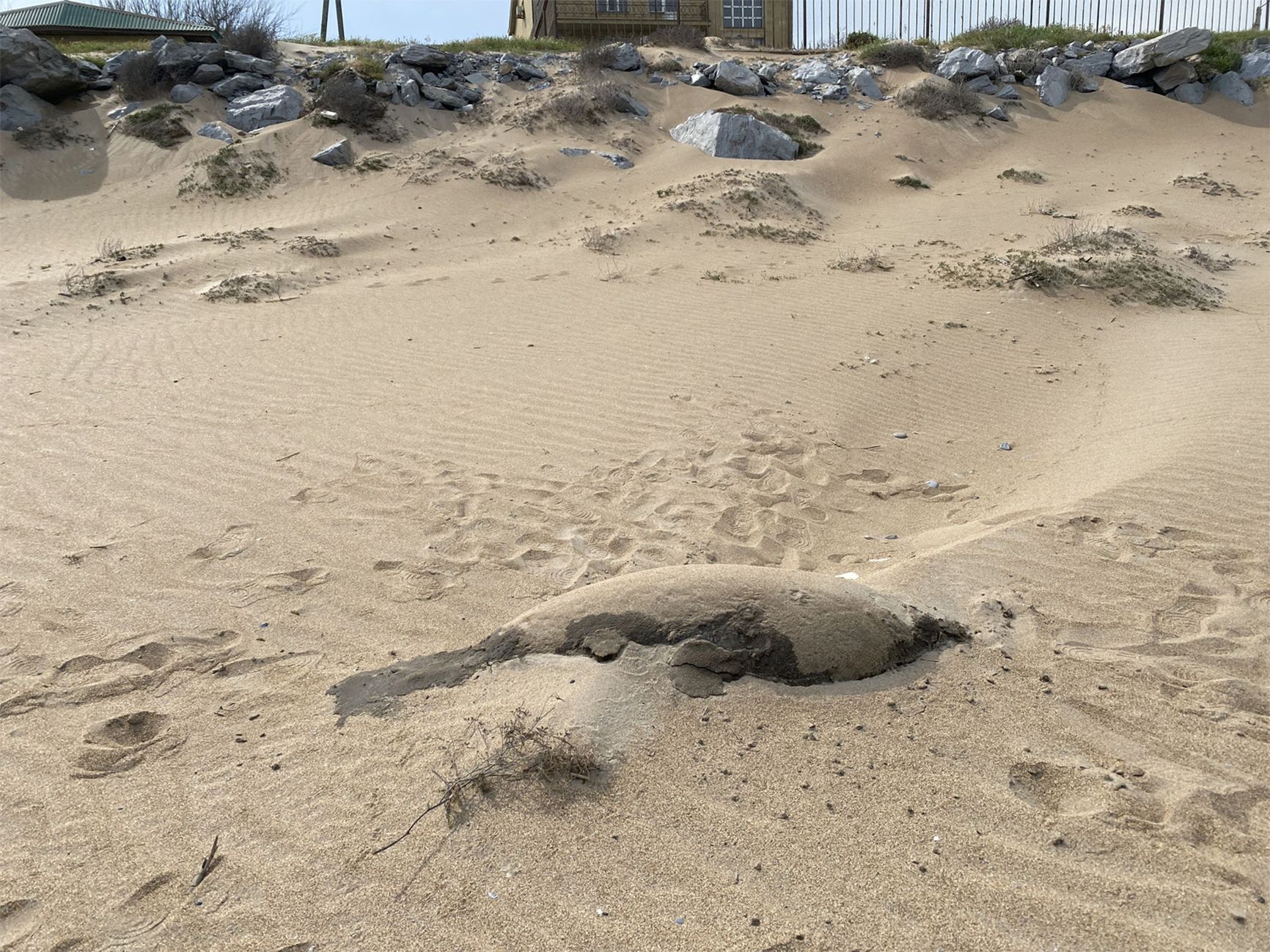 Dead seal on the beach in the Karaman-6 area
