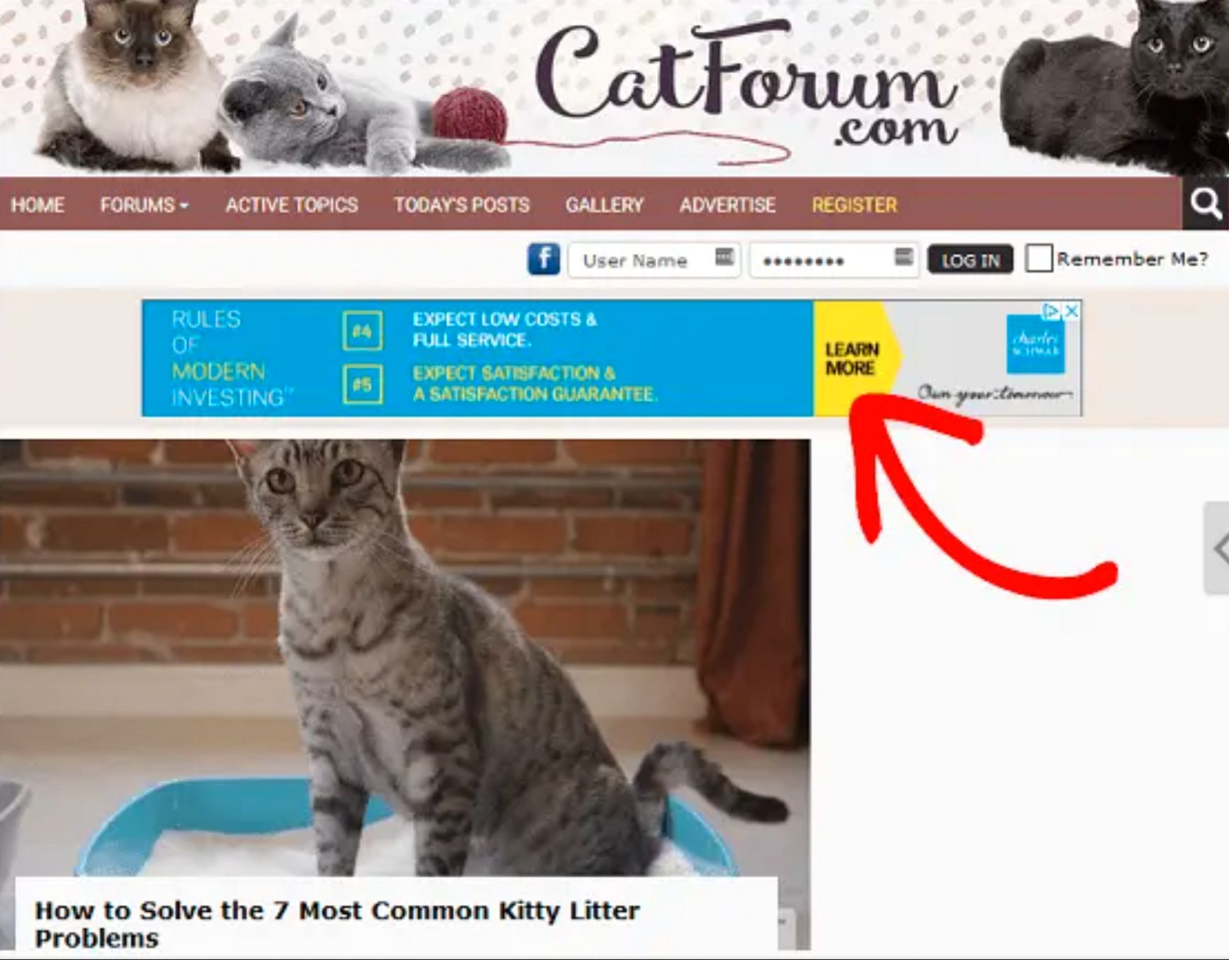 Так выглядит объявление AdSense на сайте про кошек. 