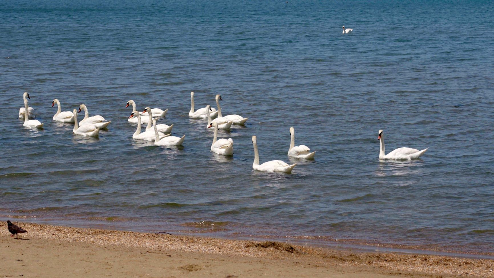 The return of animals does not mean recovery