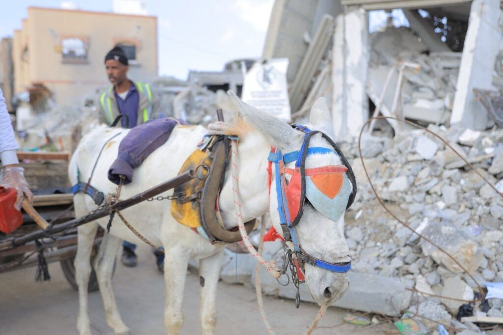 A donkey with a cart in Gaza. Photo: Safe Haven for Donkeys